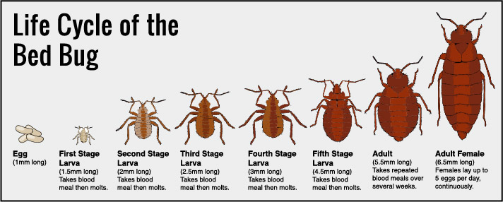 What Are Bed Bugs? Does Your Rental Property Really Have Them?