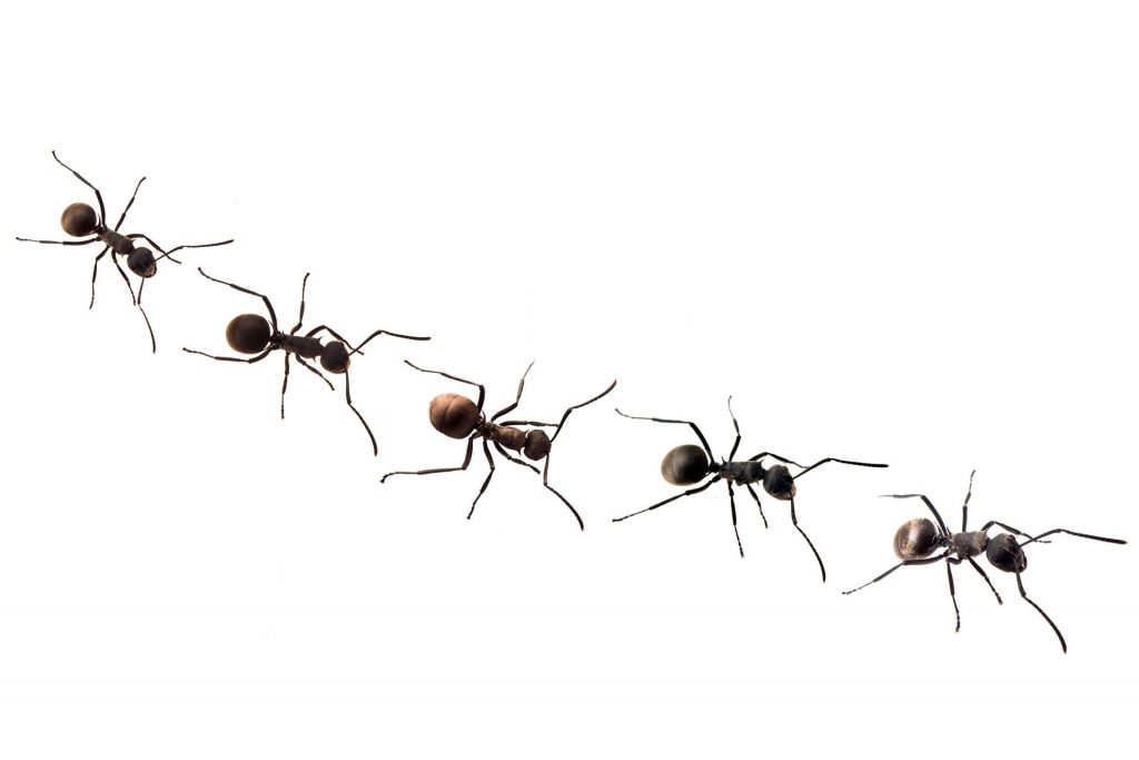 Insect Pest Control : How to Get Rid of Ants Naturally